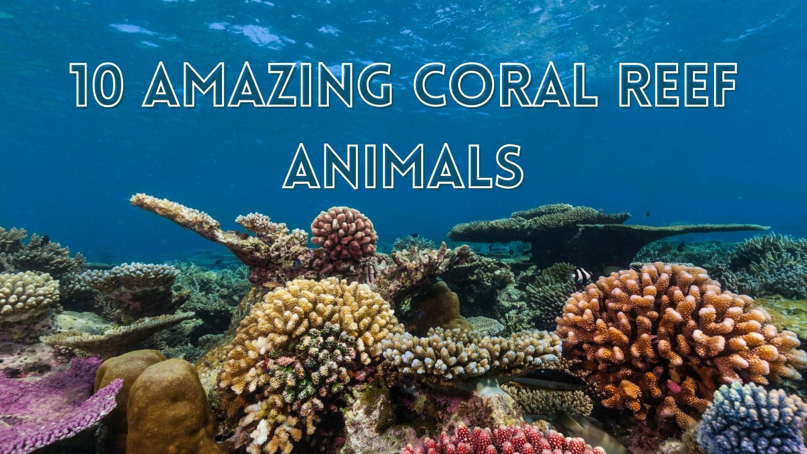 Interesting coral reef animals