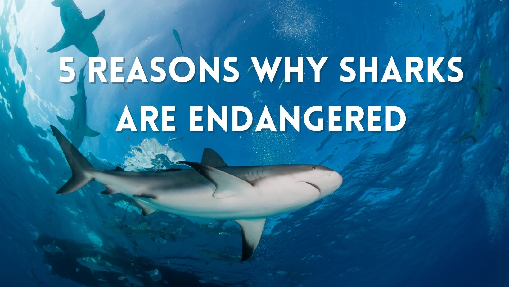 Reasons why sharks are endangered