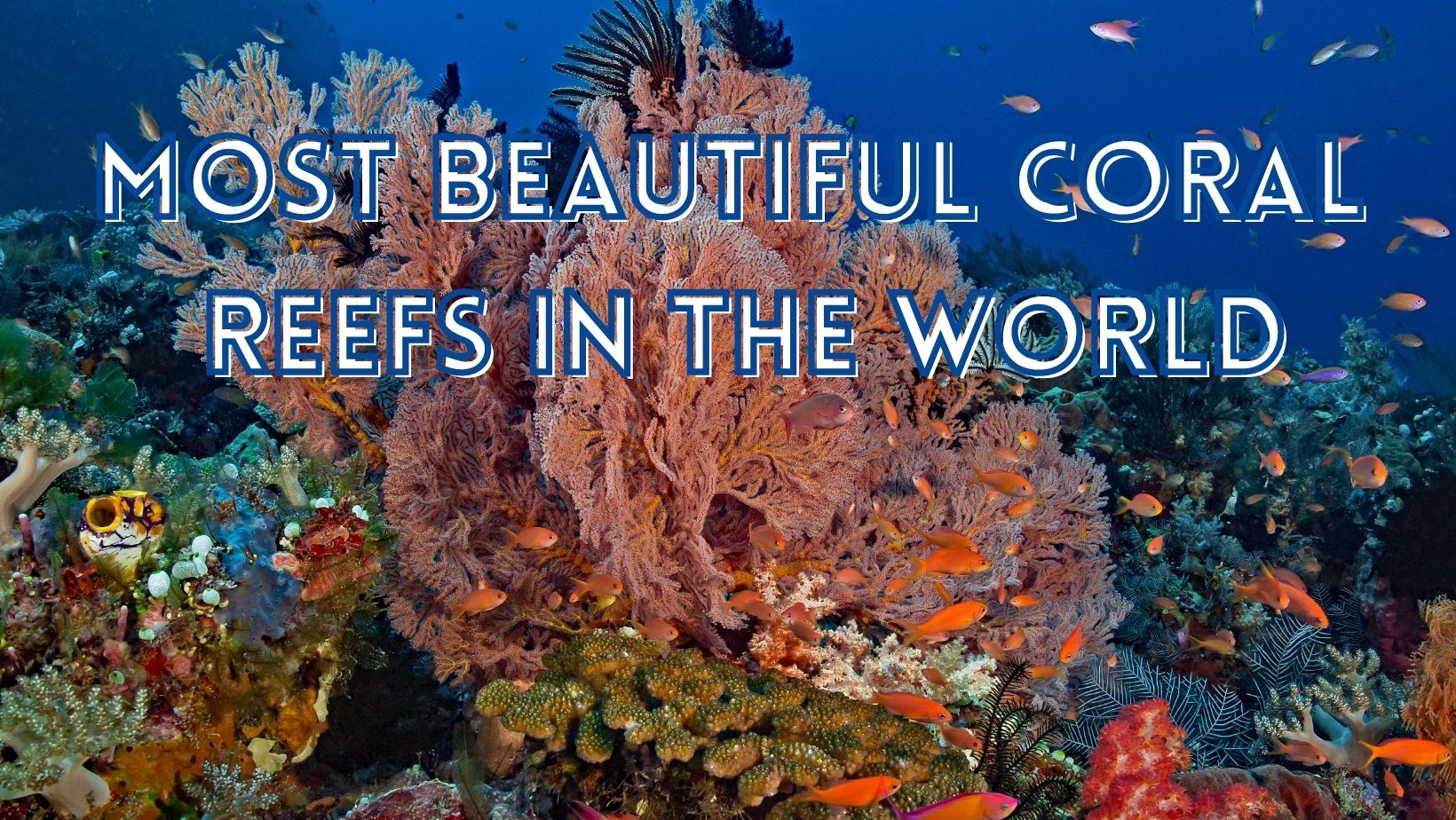 Most beautiful coral reefs in the world