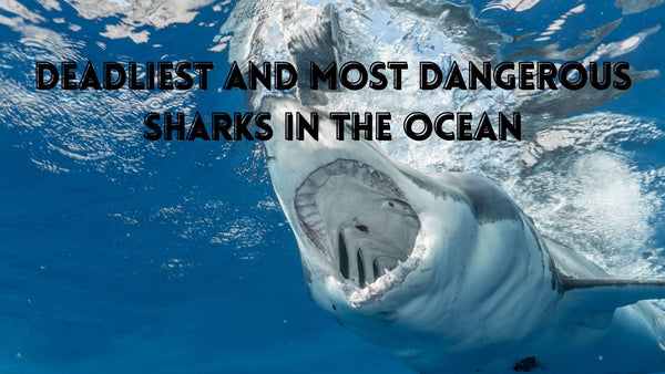 Deadly and dangerous sharks in the ocean