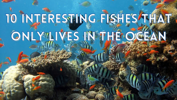 Fishes in the ocean