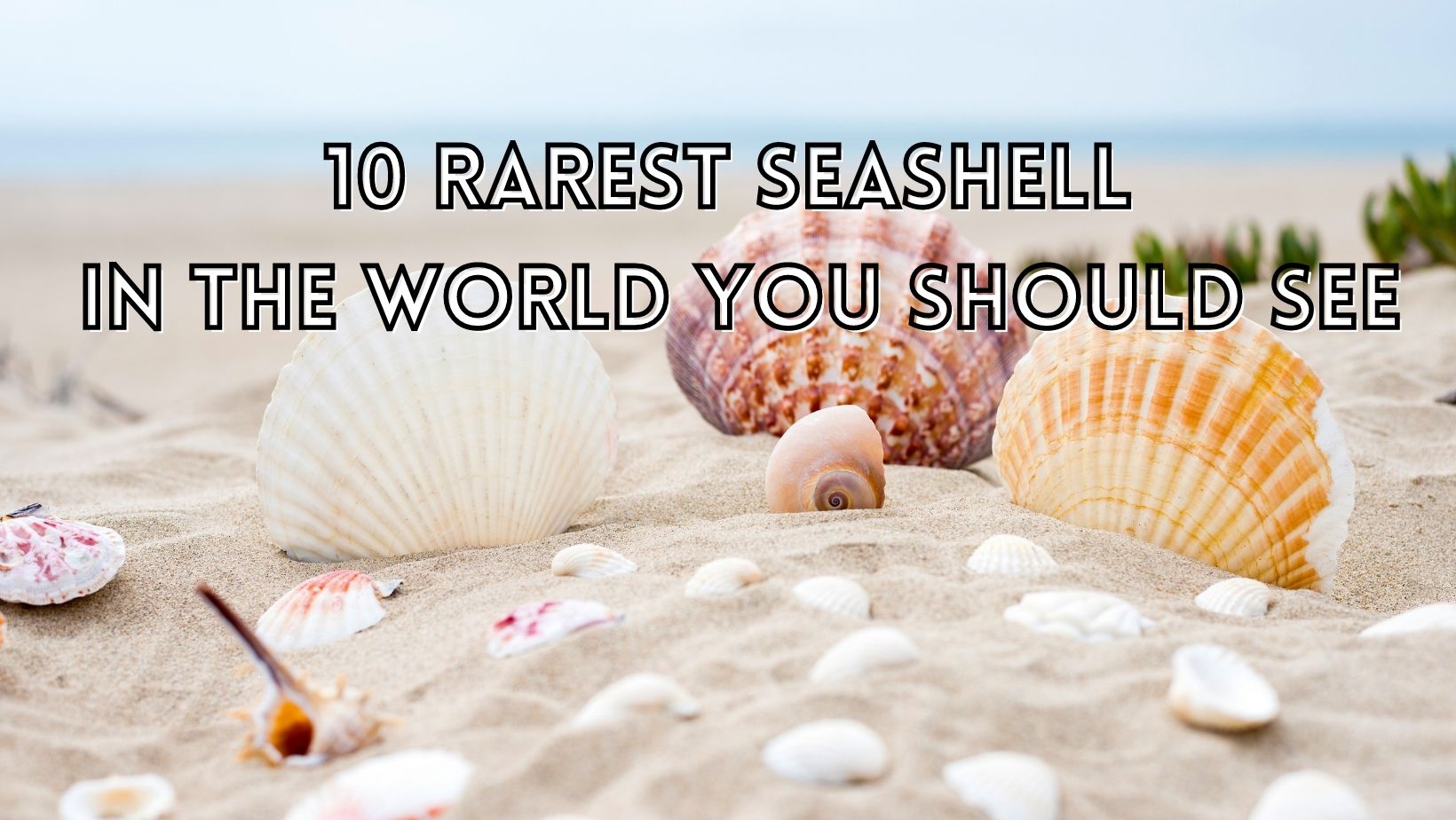 Rarest seashell in the world