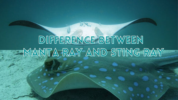 Amazing difference of manta ray versus sting ray