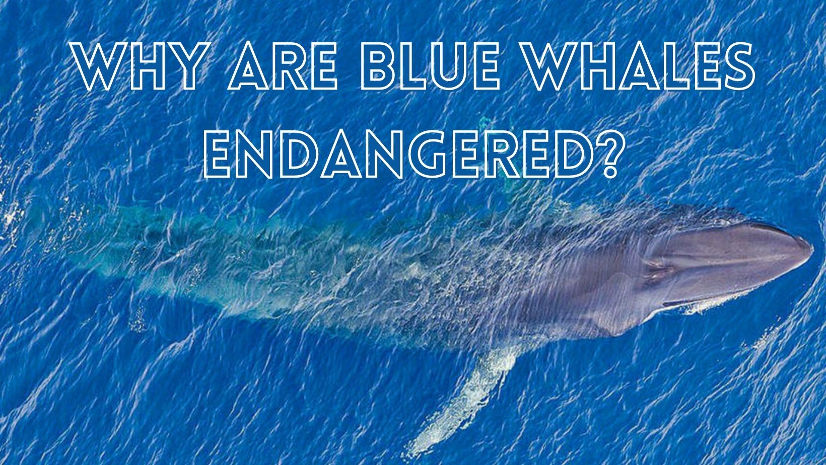 Facts about why are blue whales endangered