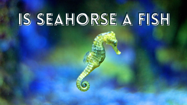 Is seahorse a fish