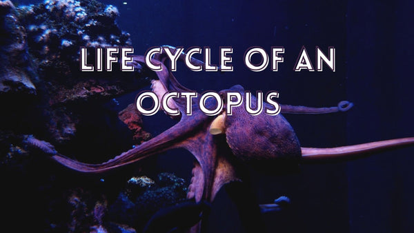Awesome life cycle of an octopus