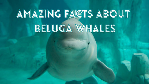 Amazing beluga whale facts