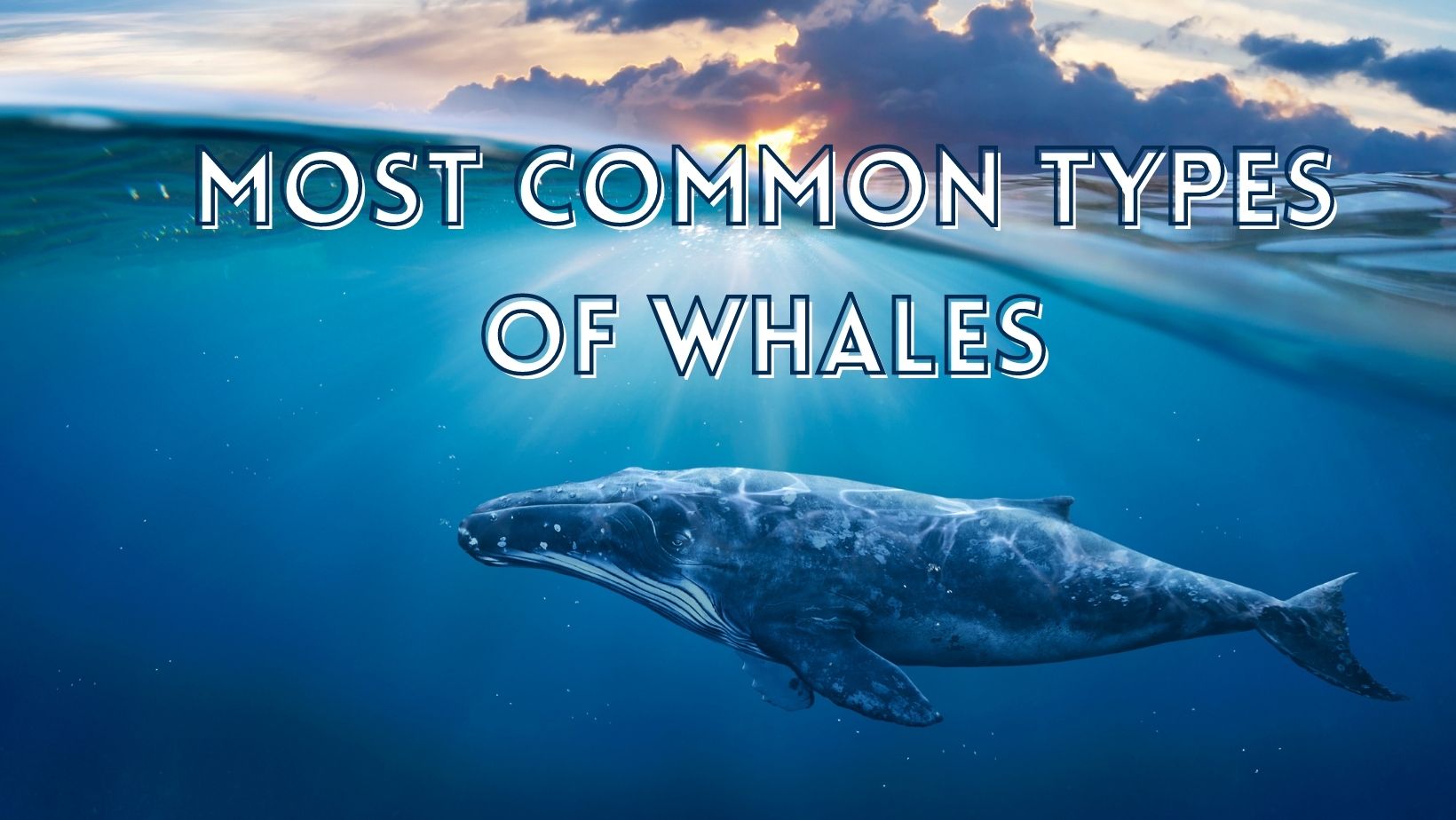 Most interesting types of whales