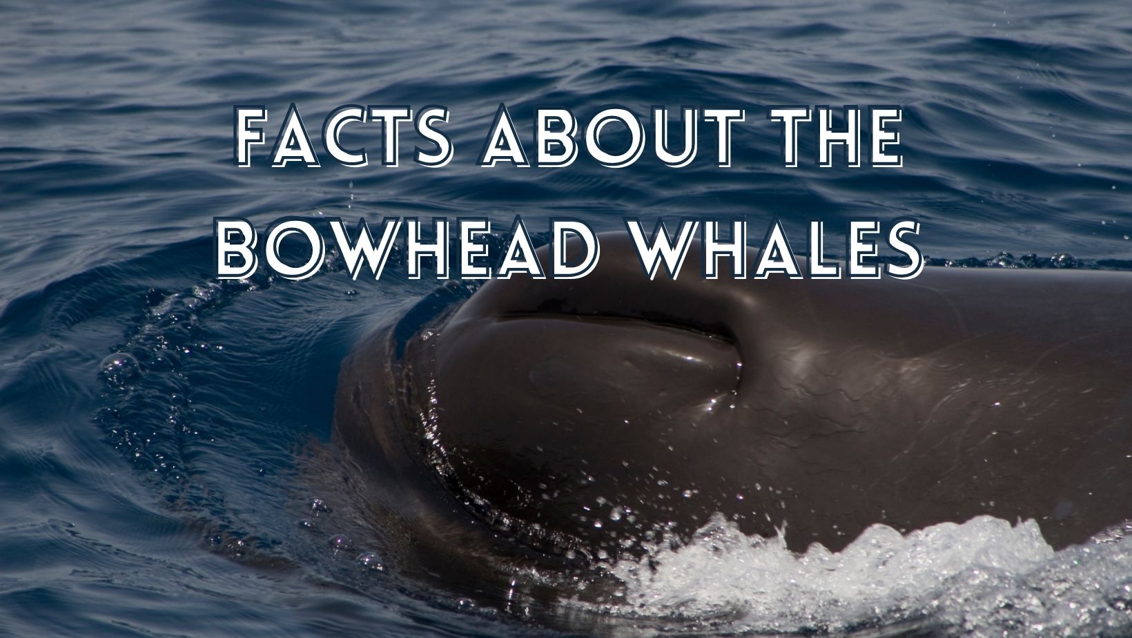 Facts about bowhead whales