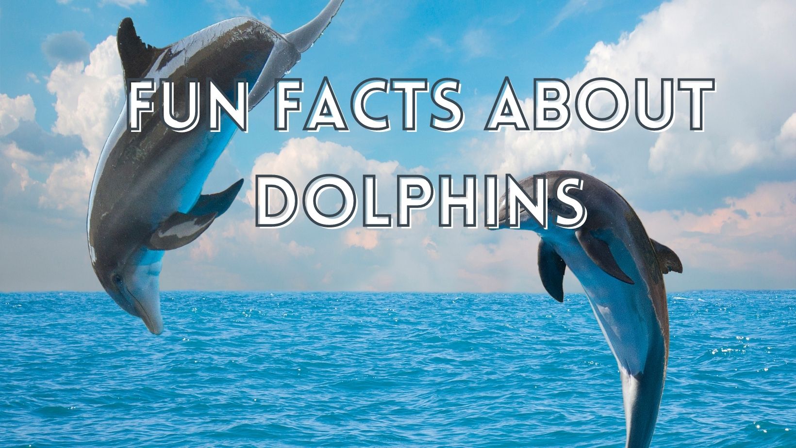 Amazing dolphin fun facts