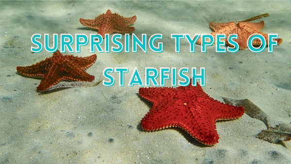 Amazing types of starfish