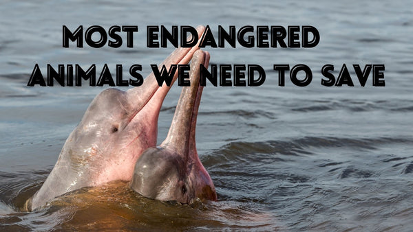10 Most Endangered Ocean Animals We Need To Save