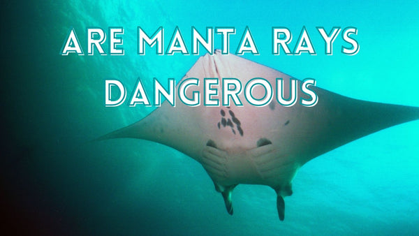 Are manta ray dangerous