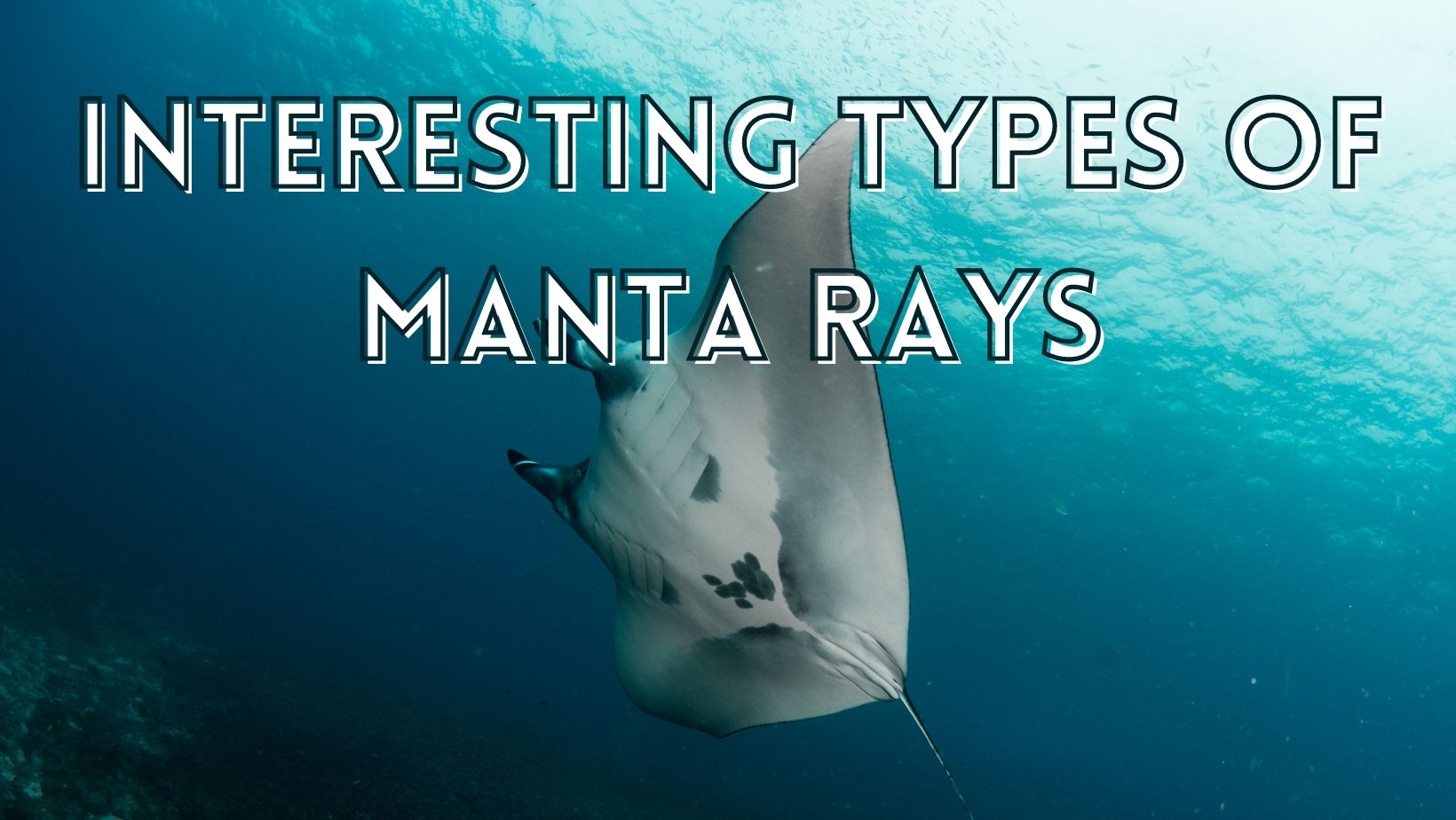 Fascinating types of manta rays