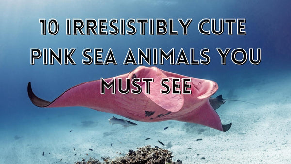 Irresistibly Cute Pink Sea Animals You Must See