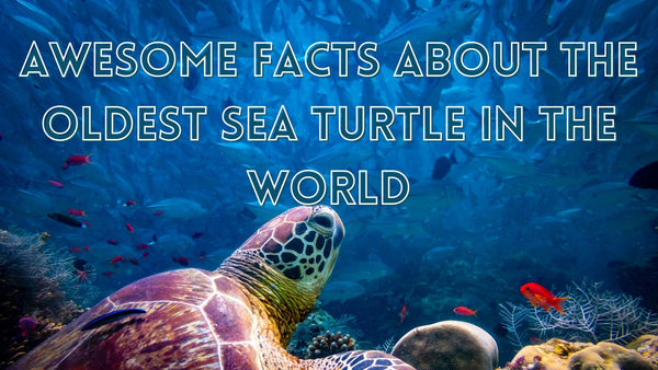 Oldest sea turtle in the world
