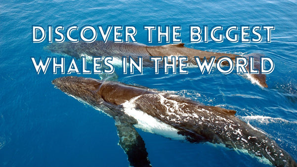 Biggest whale in the world
