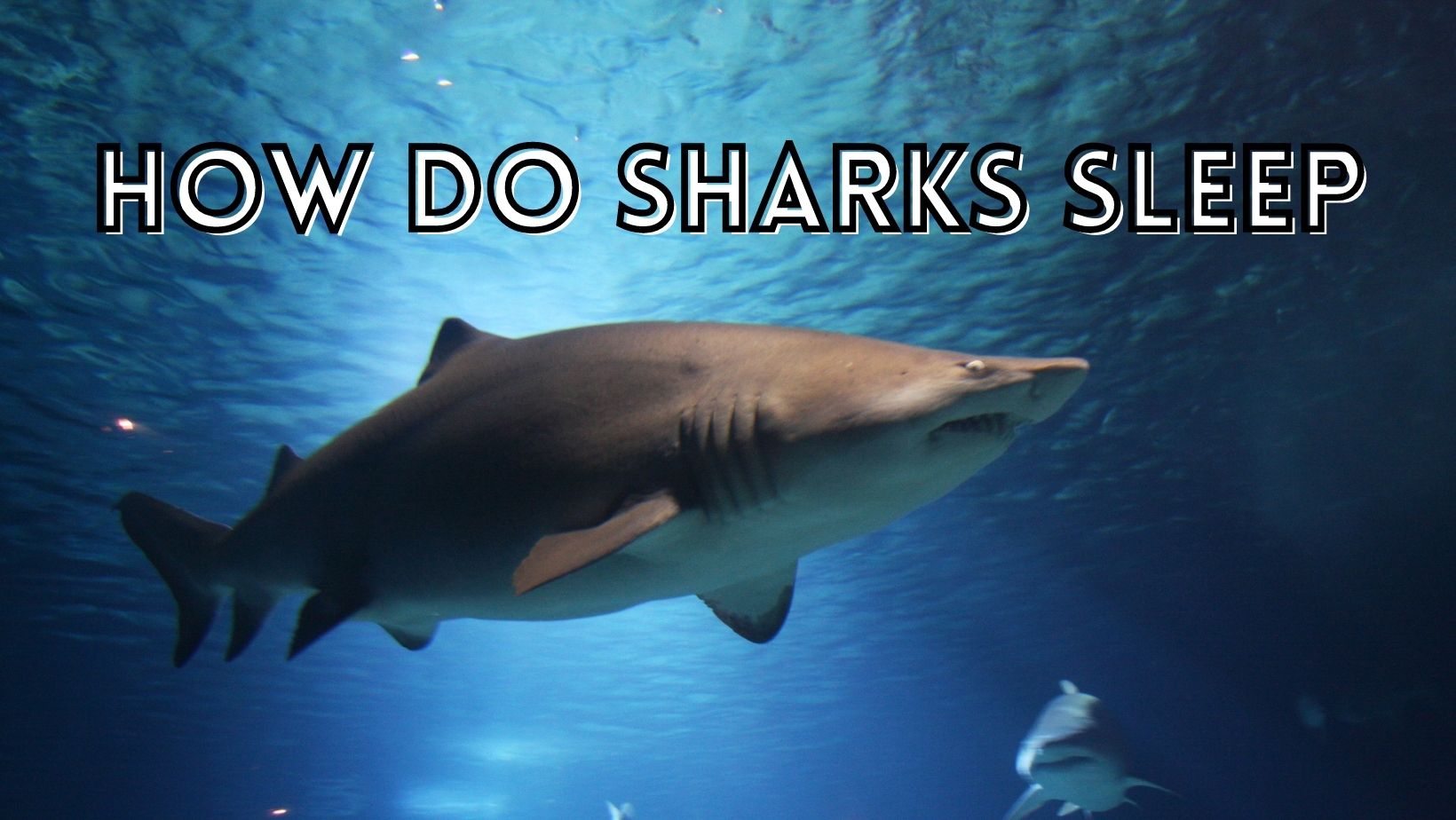 How do sharks sleep