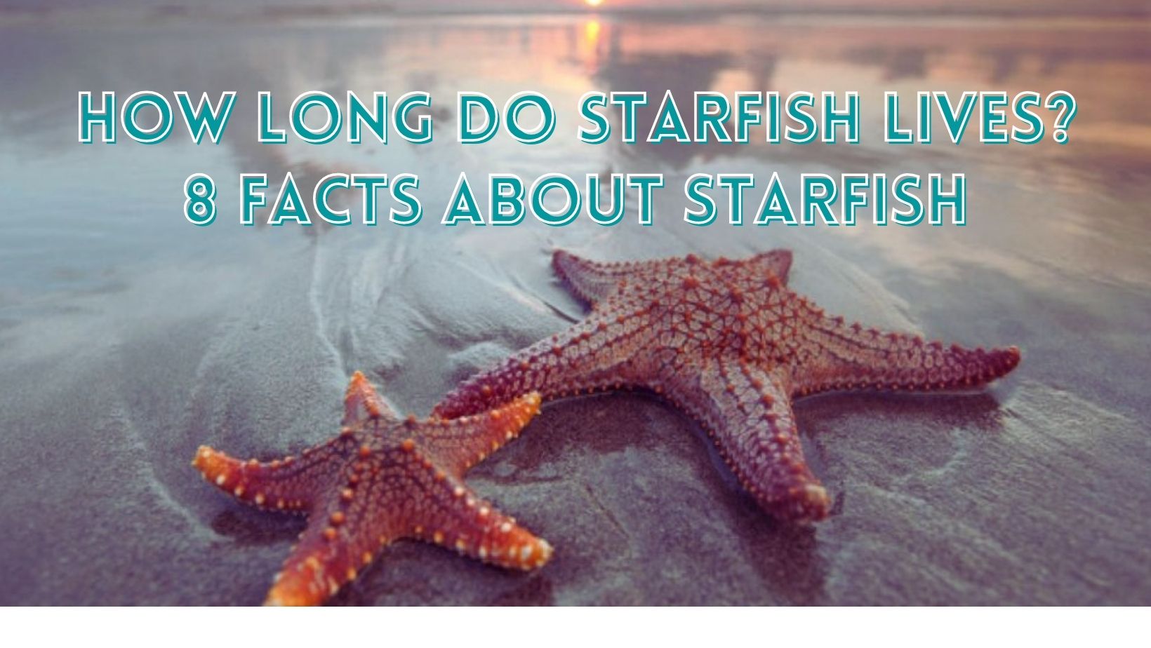 How long do starfish lives 