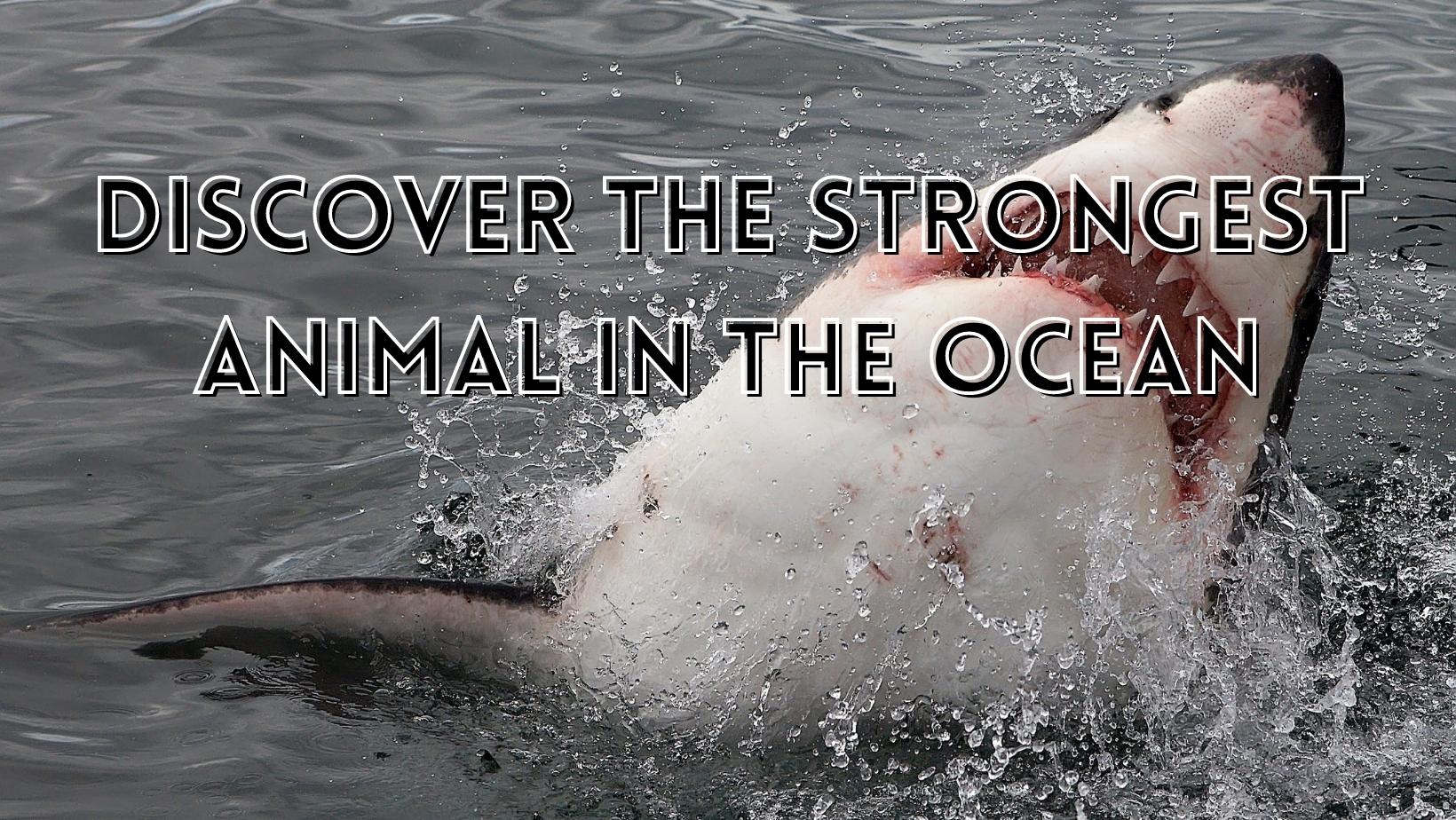 Strongest animal in the ocean