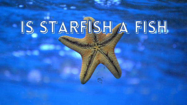 Is starfish a fish
