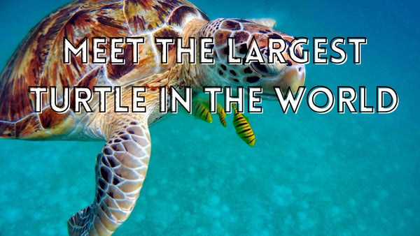 Meet the largest turtle in the world