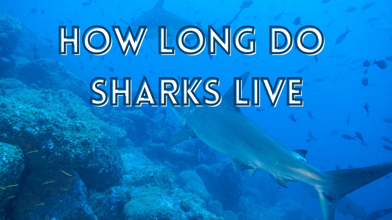 How long can a shark survive