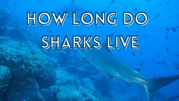 How long can a shark survive