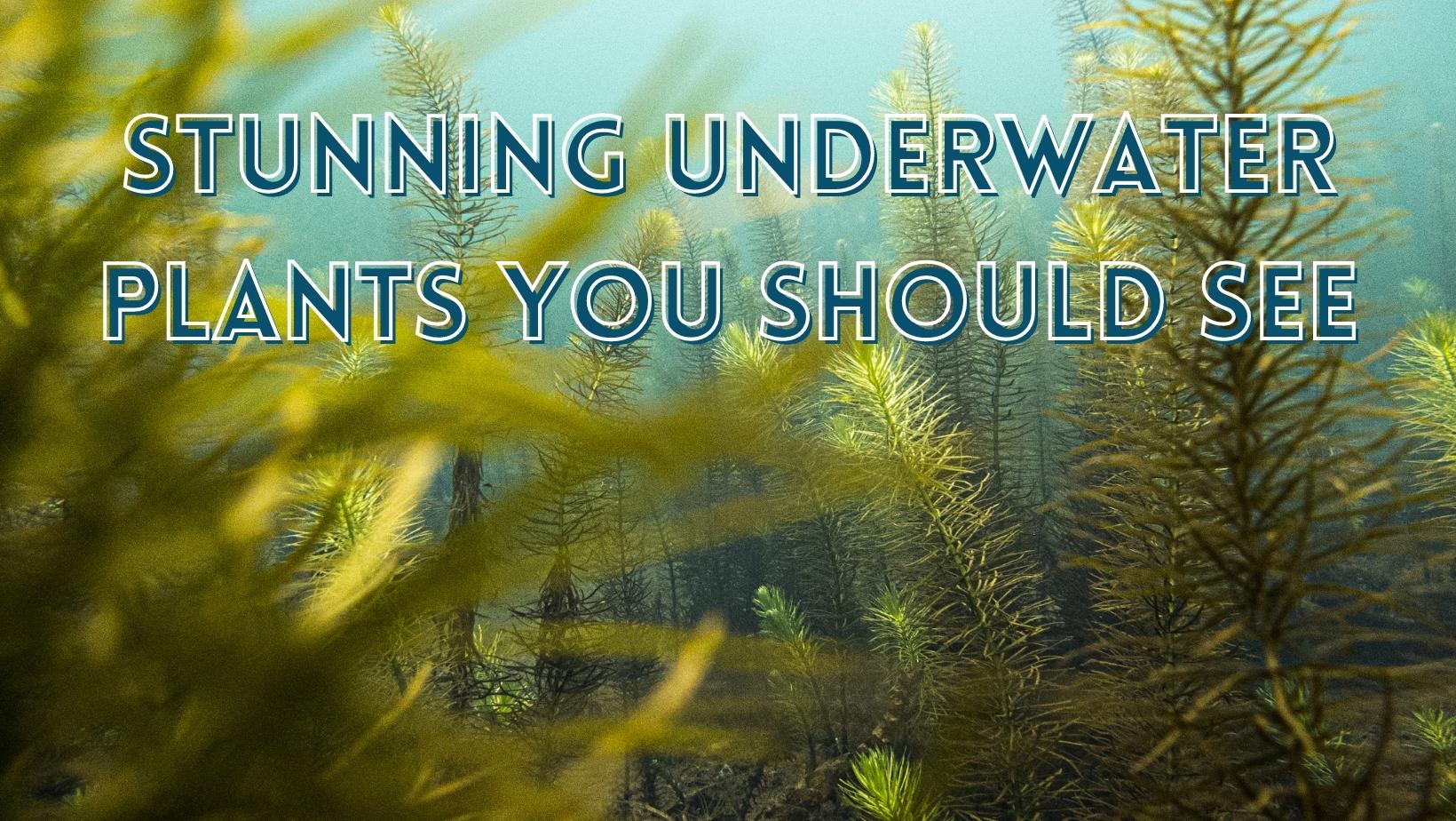 Stunning underwater plants you should see