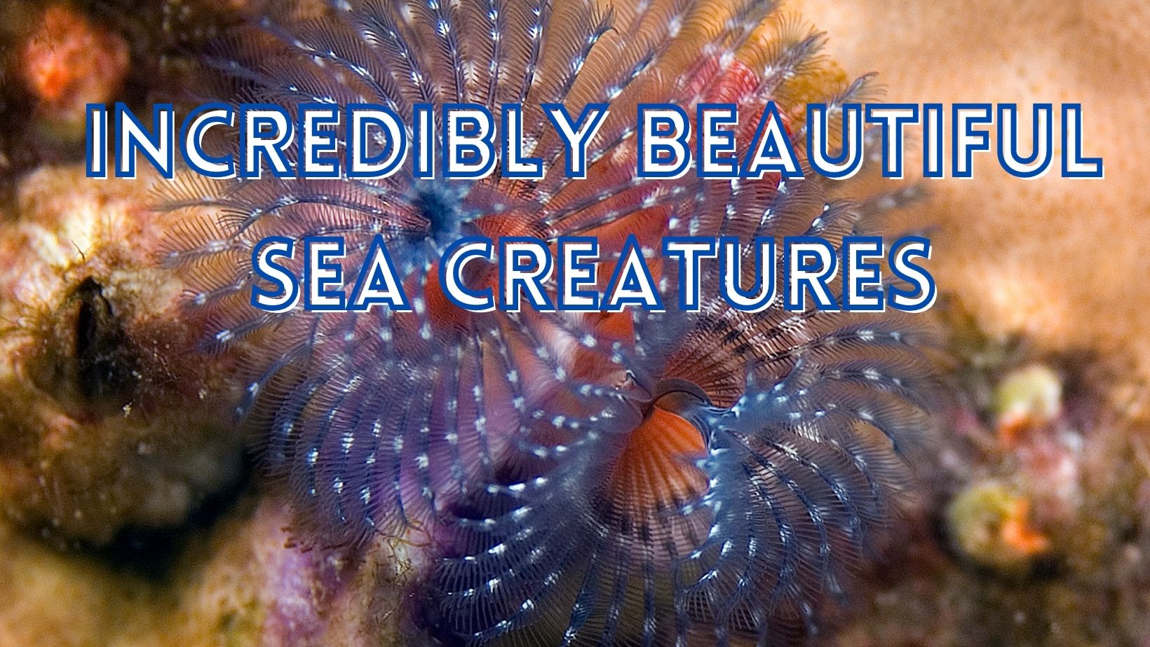 Types of beautiful sea animals