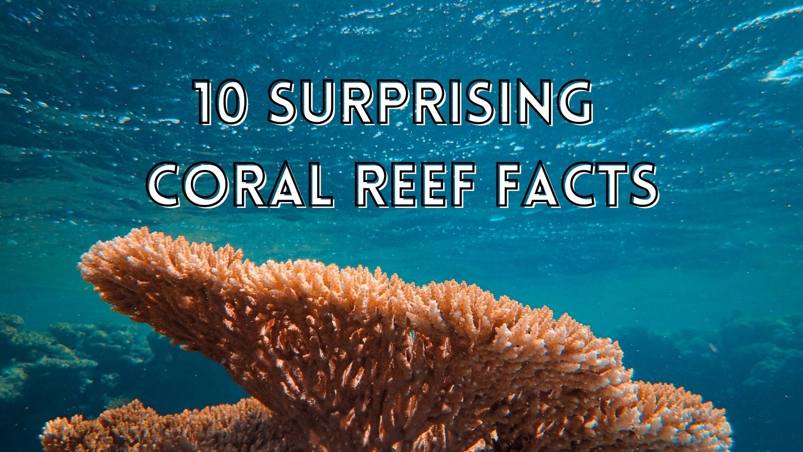 Surprising coral reef facts