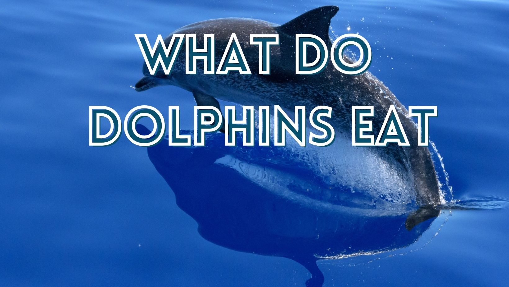 What do dolphins eat
