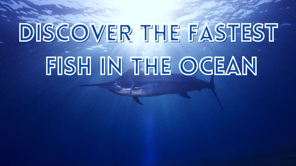 Fastest fish in the ocean