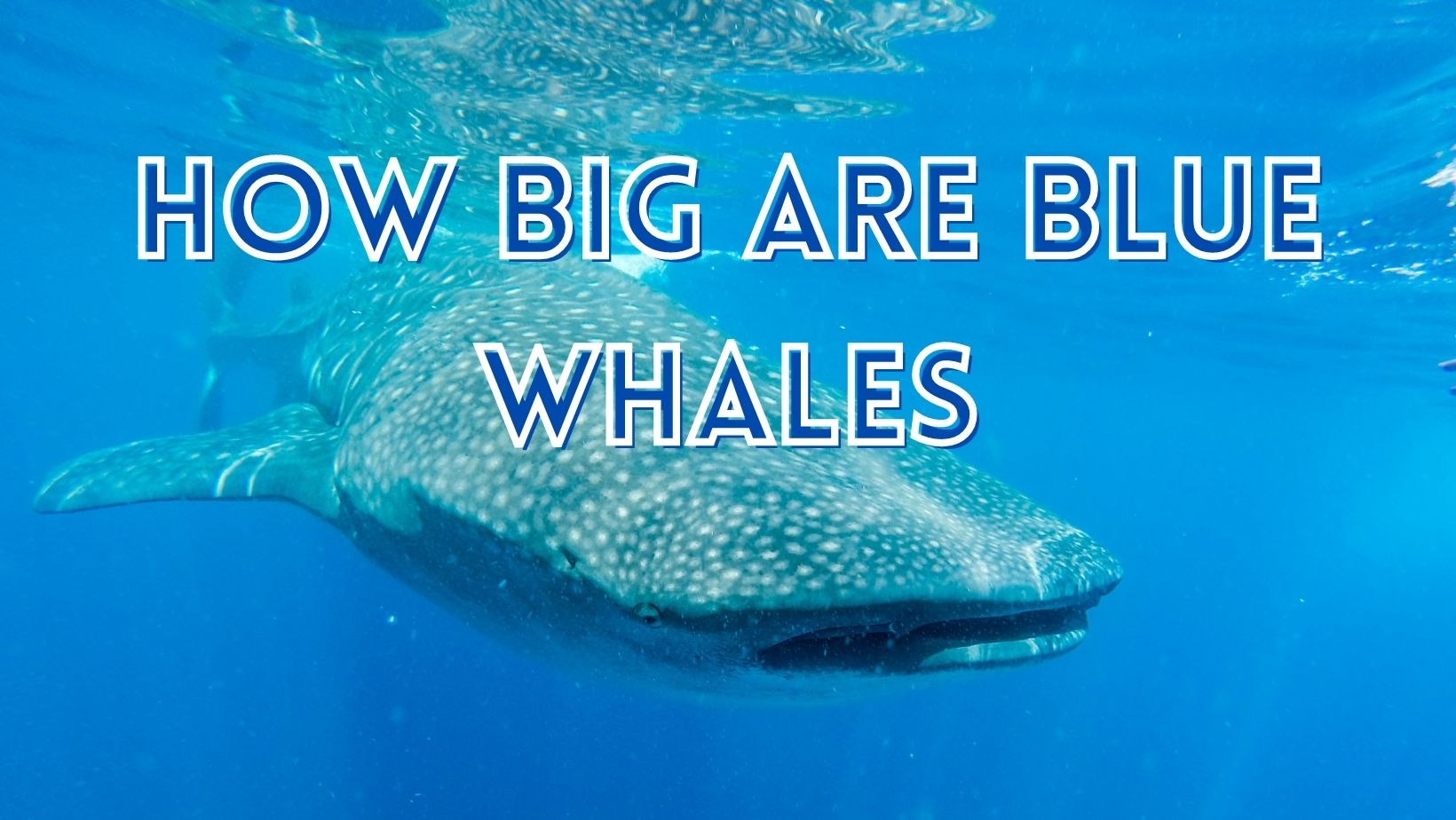 How big are blue whales