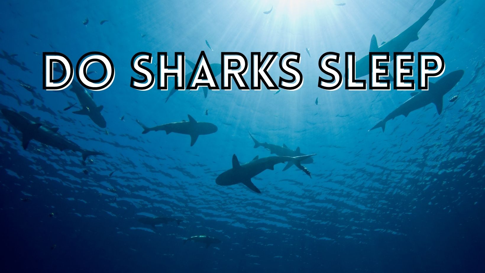 Do sharks ever sleep