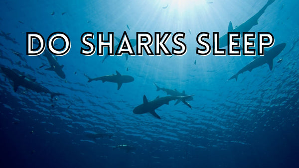Do sharks ever sleep