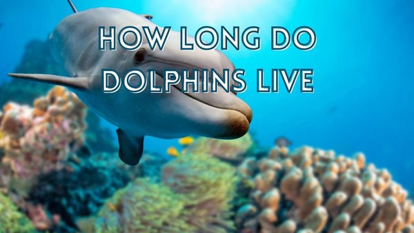 How long do dolphins live