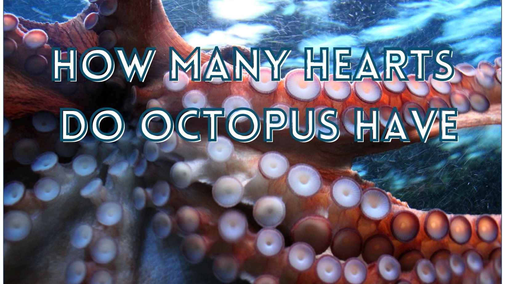 How many hearts do octopus have