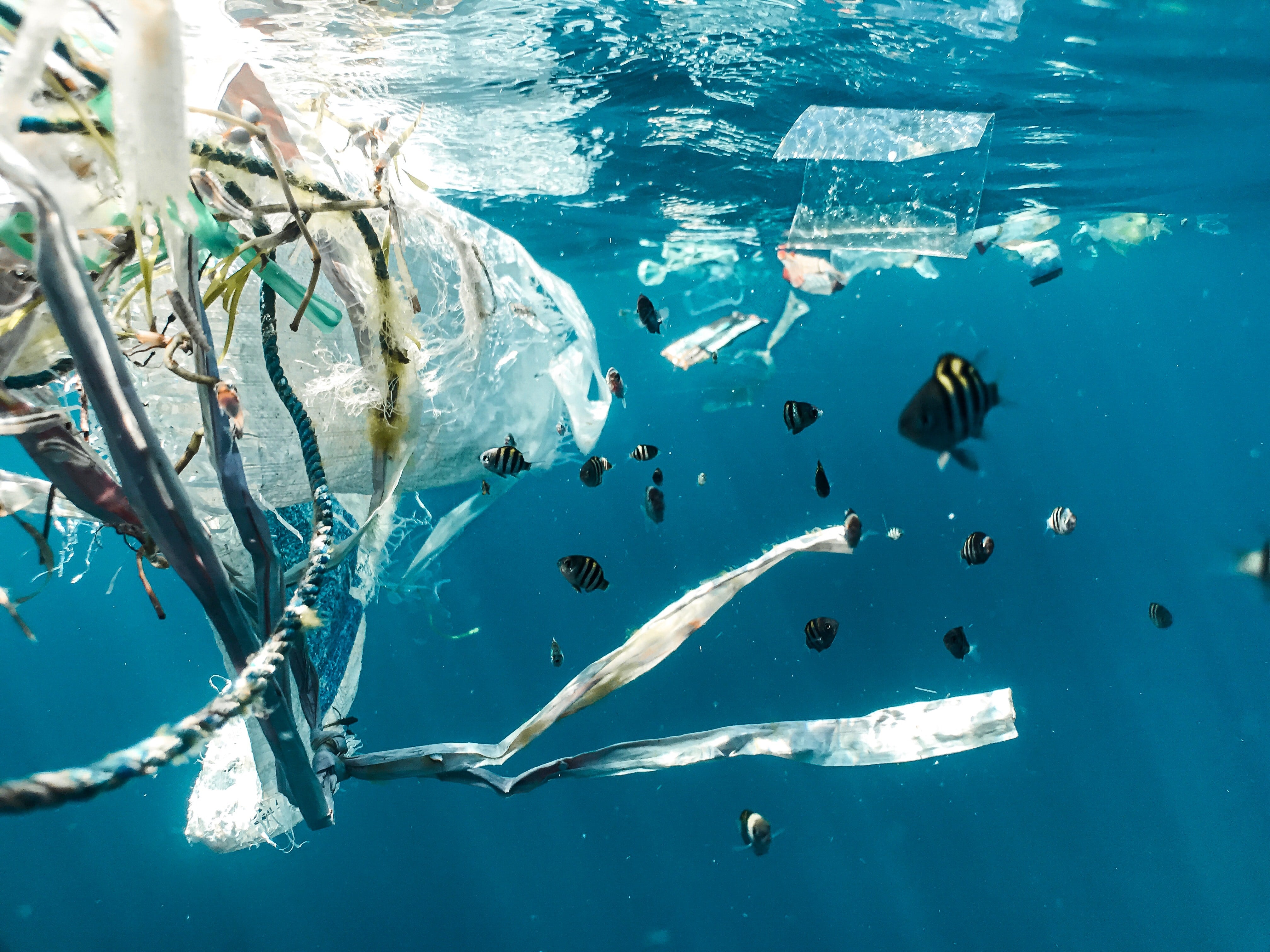 Shocking Facts about Plastic bags in the Ocean