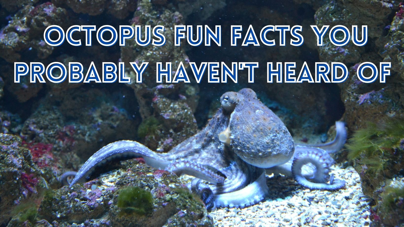 Octopus fun facts