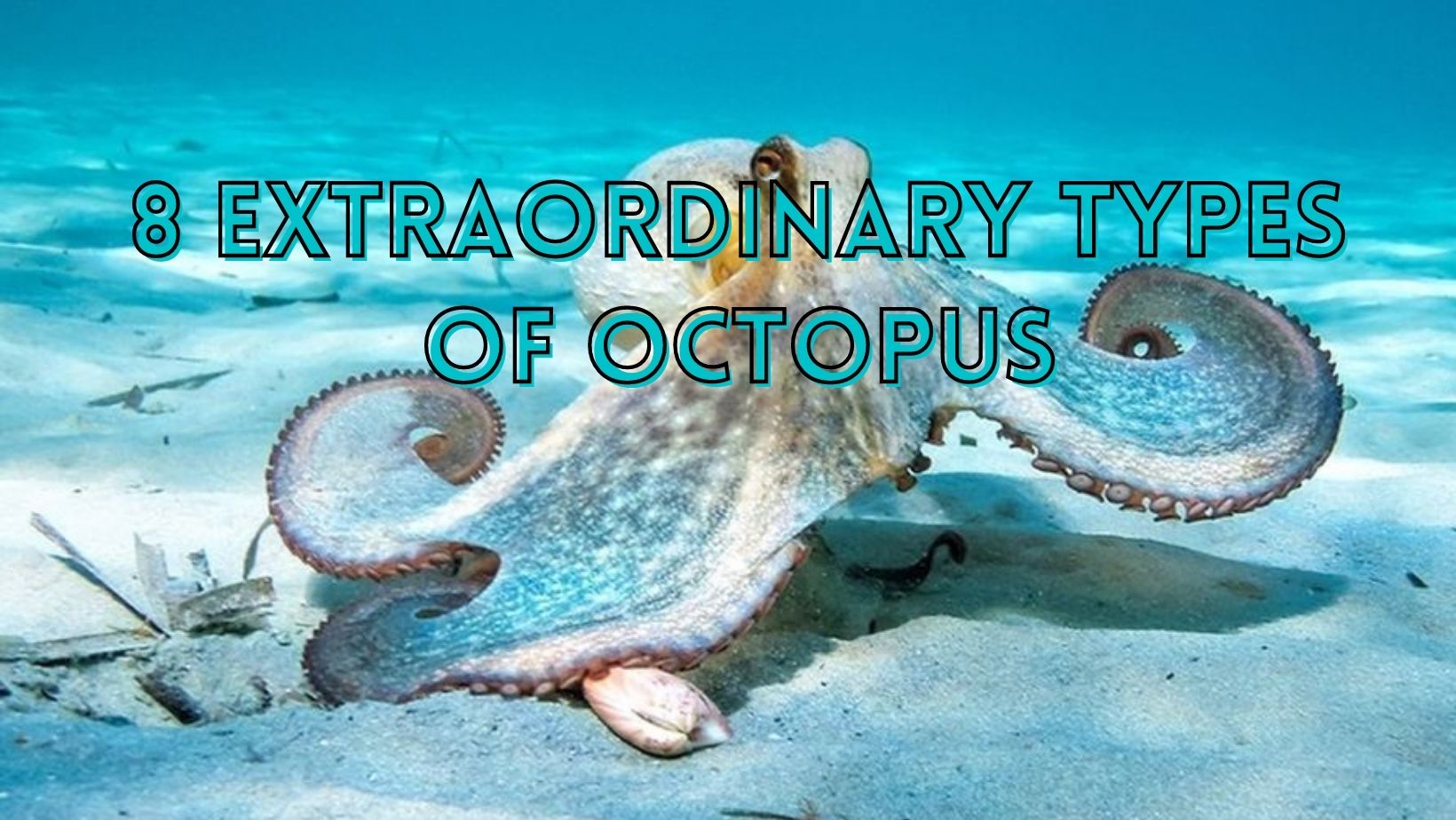 Extraordinary types of octopus