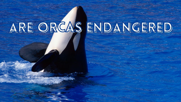 Are orcas endangered