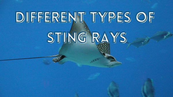 Different types of sting rays