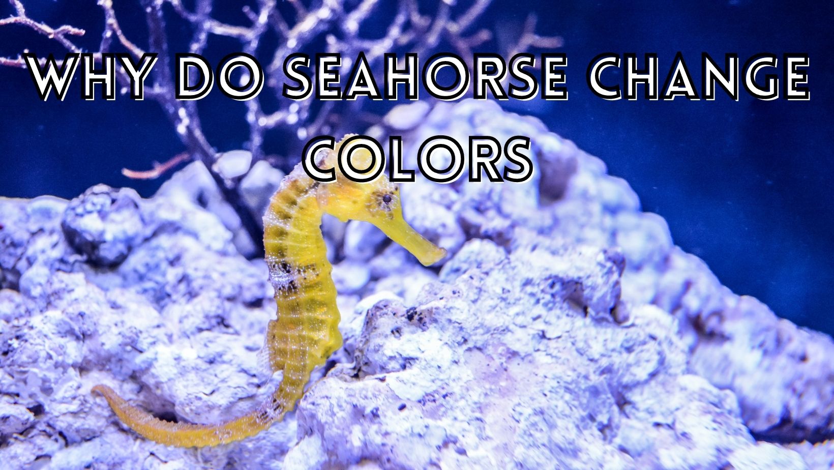 Why do seahorse colors change