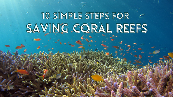 Let Save The Coral Reefs