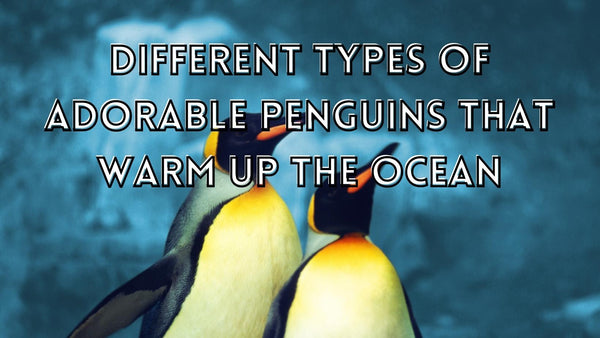 Types of penguin