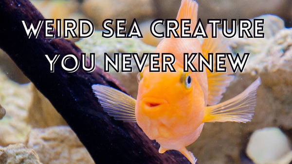 Weird sea creatures you never knew