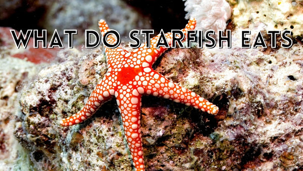 What do starfish eats