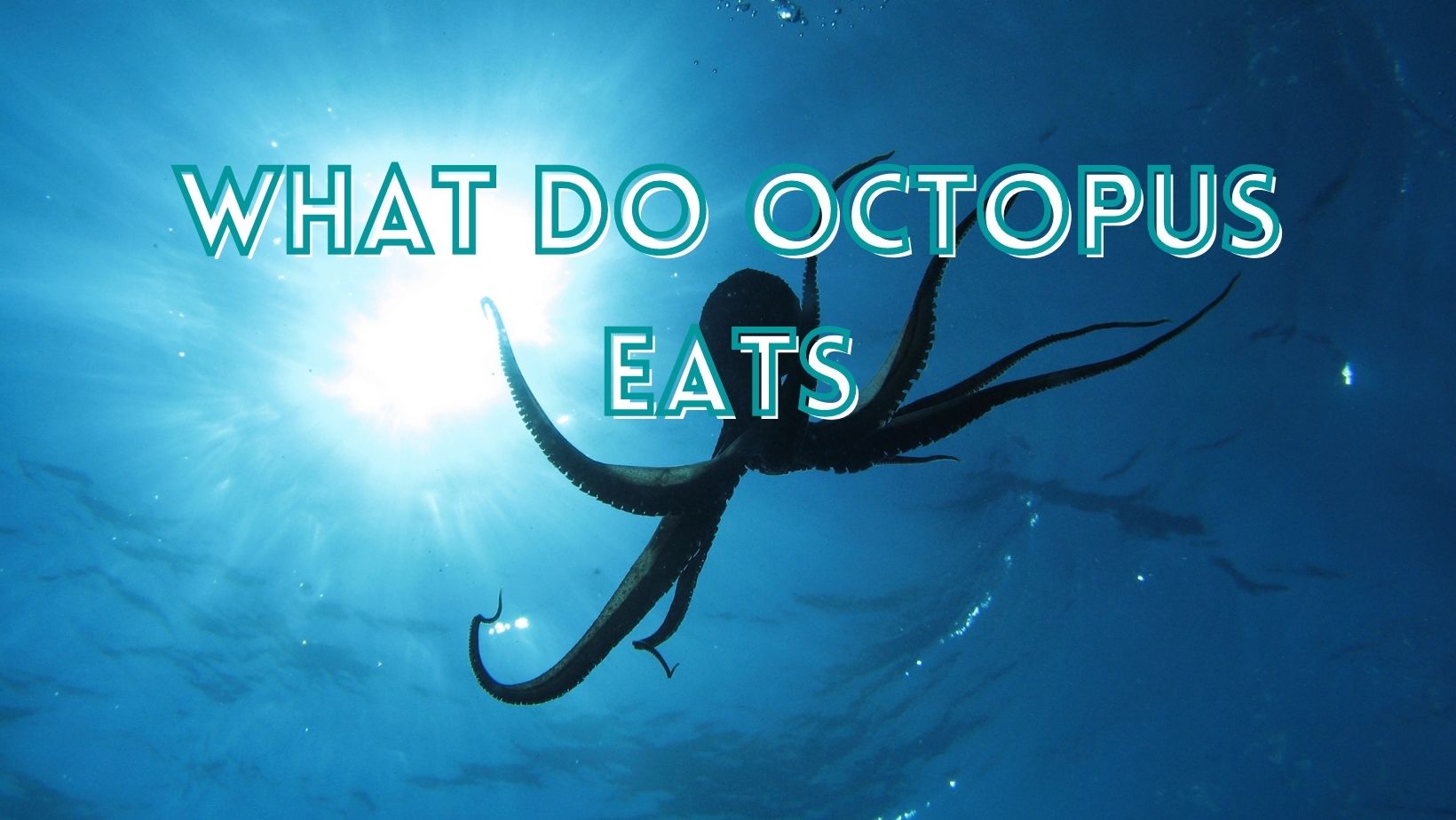 What do octopus eats