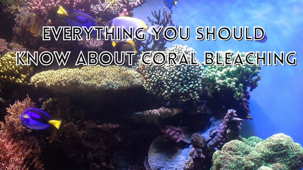 Coral reefs brleaching